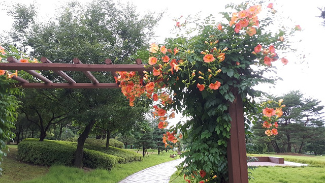 능소화(능소화과) 이미지2