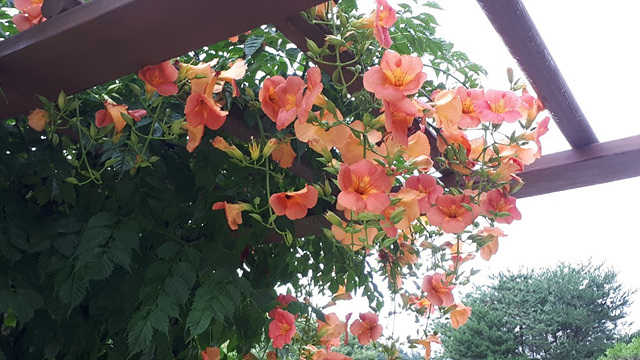 능소화(능소화과) 이미지3