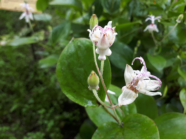 뻐꾹나리(백합과) 이미지5