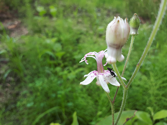 뻐꾹나리(백합과) 이미지4