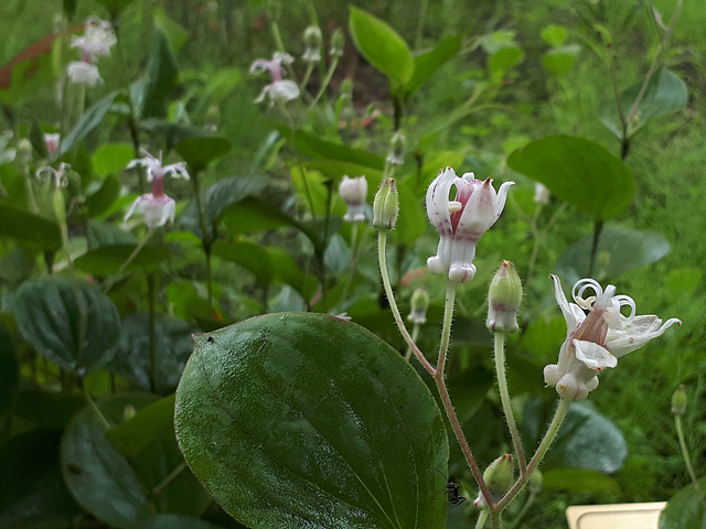 뻐꾹나리(백합과) 이미지3