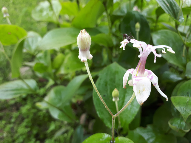 뻐꾹나리(백합과) 이미지2