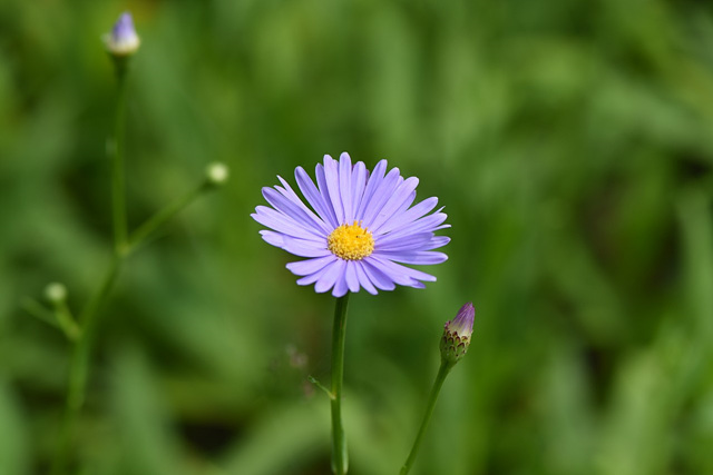 벌개미취(국화과) 이미지4