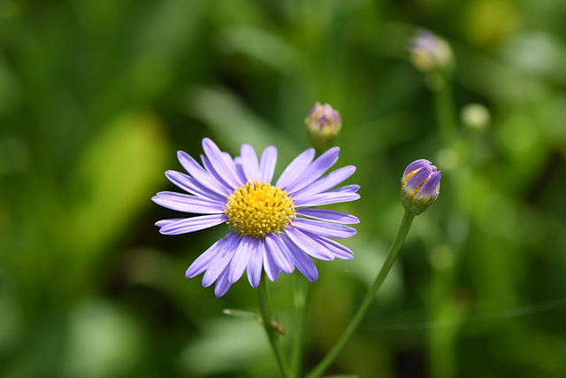 벌개미취(국화과) 이미지3
