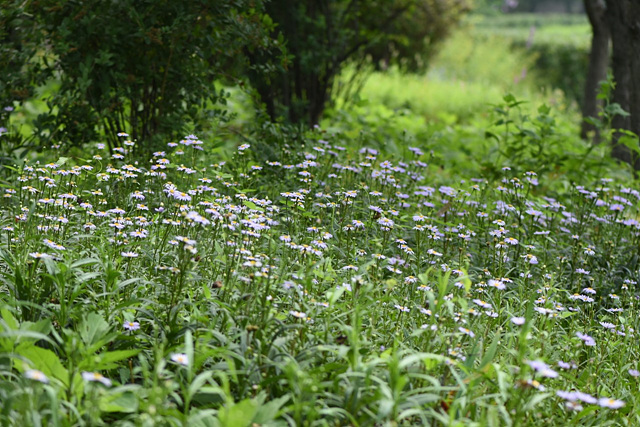 벌개미취(국화과) 이미지2