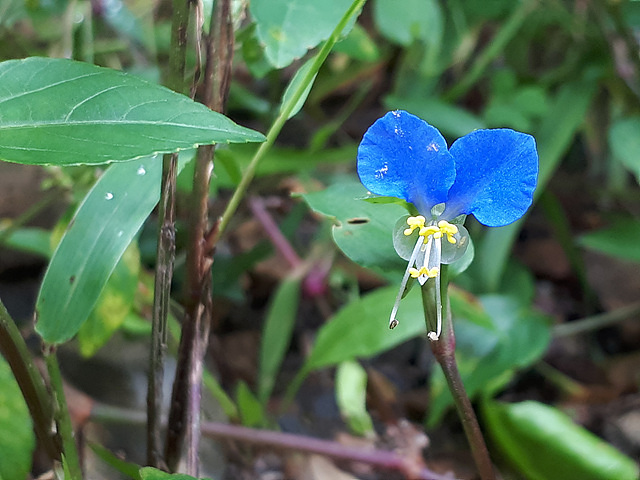 닭의장풀(닭의장풀과) 이미지5