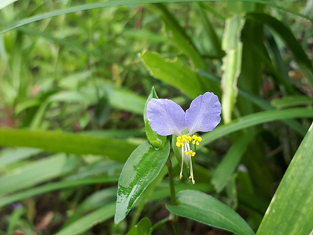 닭의장풀(닭의장풀과) 이미지4