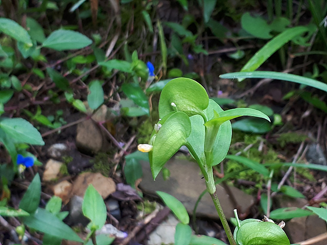 닭의장풀(닭의장풀과) 이미지3
