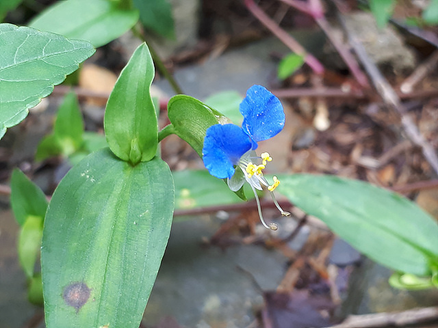 닭의장풀(닭의장풀과) 이미지2