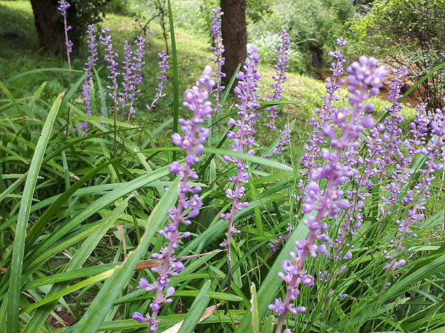 맥문동(백합과) 이미지3