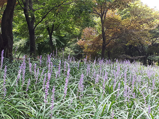 맥문동(백합과) 이미지4