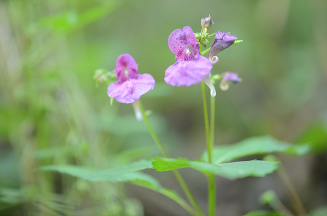물봉선(봉선화과) 이미지2