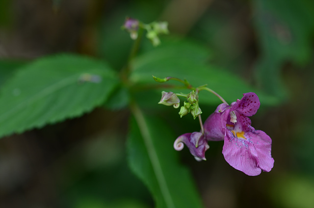 물봉선(봉선화과) 이미지3