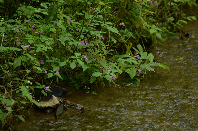 물봉선(봉선화과) 이미지4