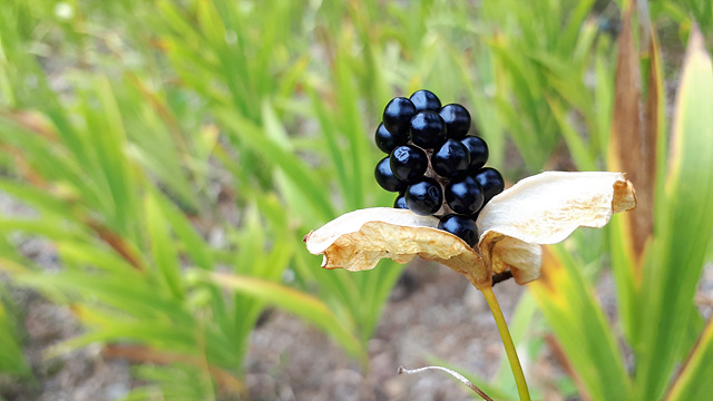 수목원 초화류의 열매들 이미지2