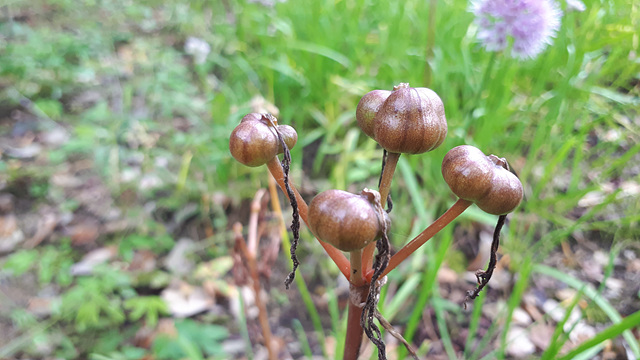 수목원 초화류의 열매들 이미지3