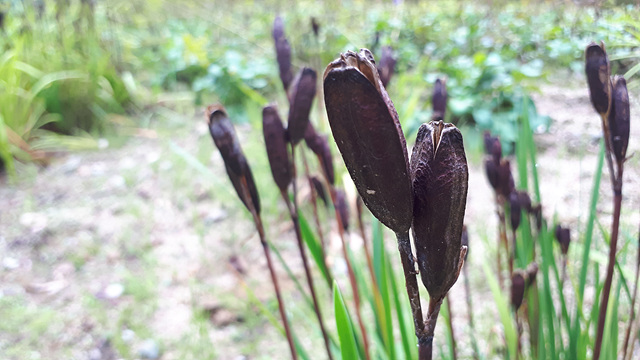 수목원 초화류의 열매들 이미지5