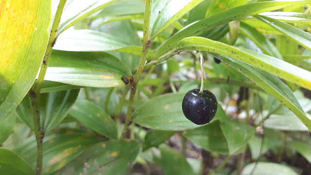 수목원 초화류의 열매들 이미지4