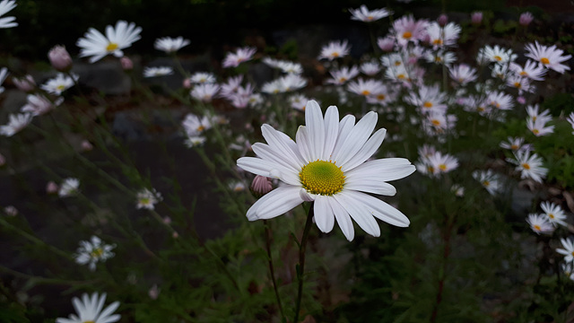 구절초(국화과) 이미지2