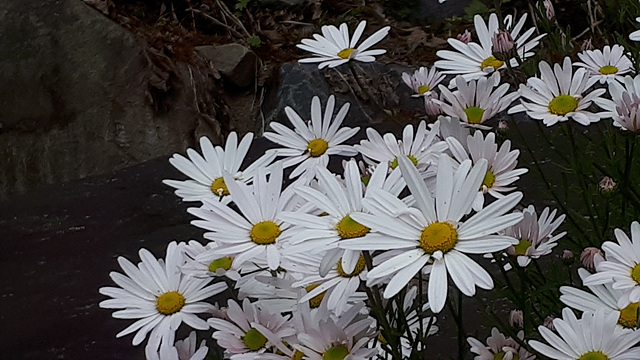 구절초(국화과) 이미지3