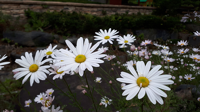 구절초(국화과) 이미지5