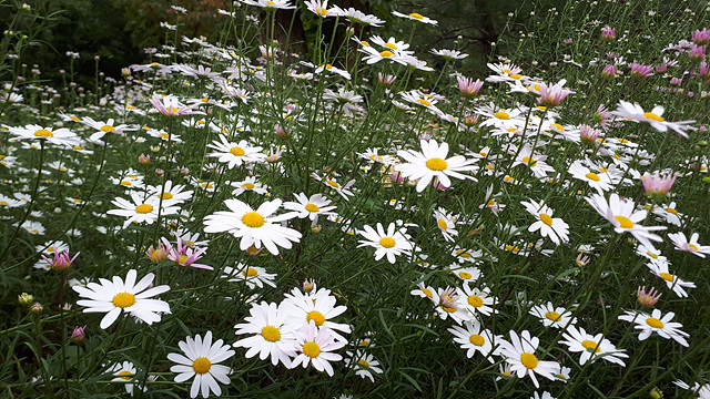 구절초(국화과) 이미지4
