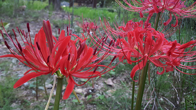 석산(수선화과) 이미지3