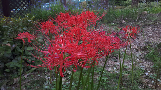 석산(수선화과) 이미지4