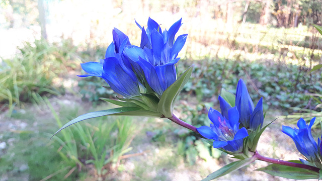 칼잎용담(용담과) 이미지2