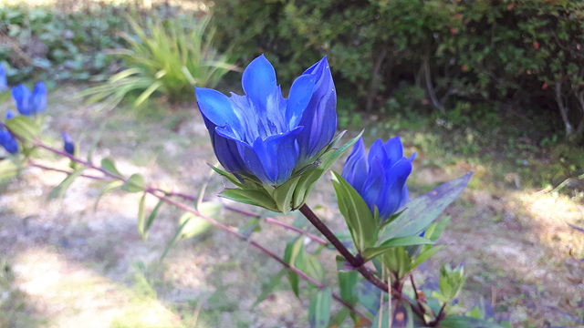 칼잎용담(용담과) 이미지3