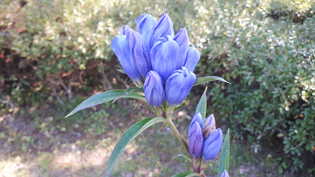 칼잎용담(용담과) 이미지4