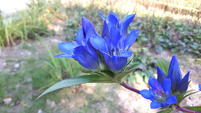 칼잎용담(용담과) 이미지5