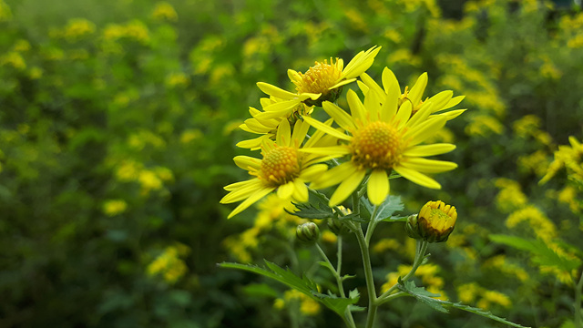 산국(국화과) 이미지4