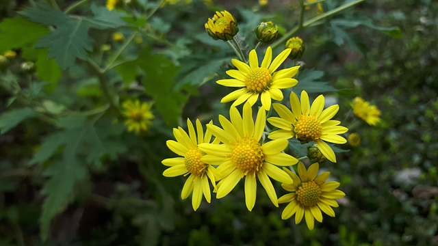 산국(국화과) 이미지5