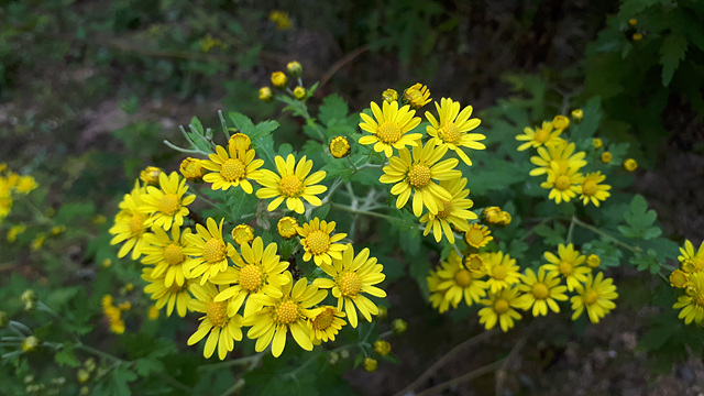 산국(국화과) 이미지3