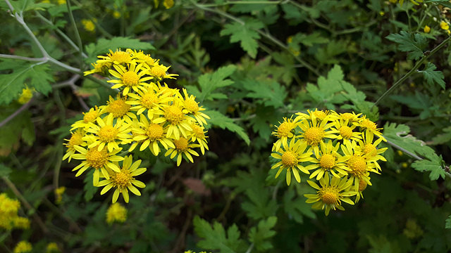 산국(국화과) 이미지2