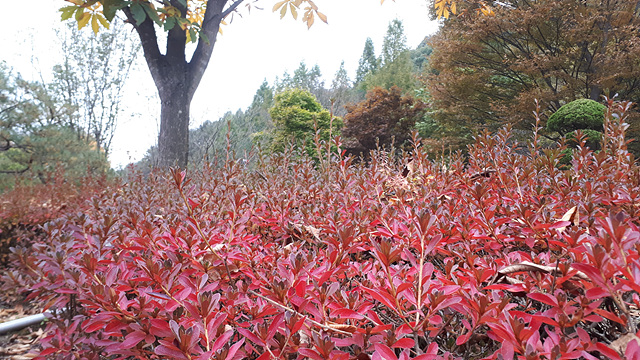 미동산수목원의 단풍 이미지5
