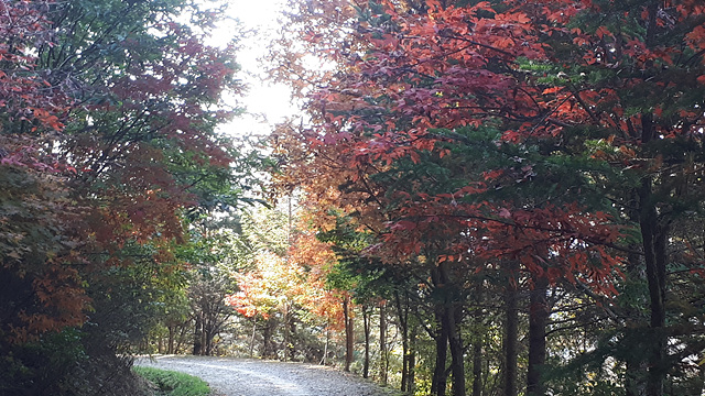 미동산수목원의 단풍 이미지2