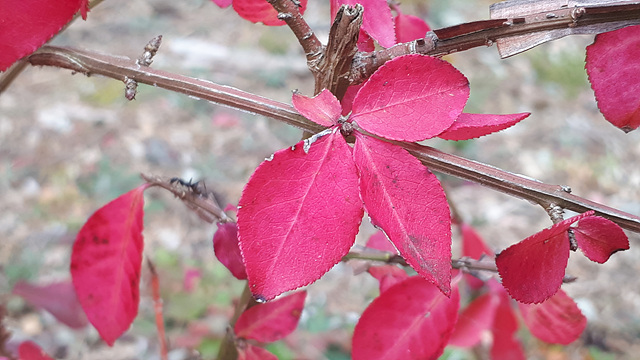 미동산수목원의 단풍 이미지4