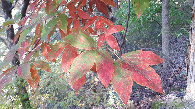 미동산수목원의 단풍 이미지3