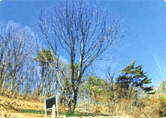 제천송계리망개나무