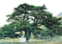 서리원소나무
