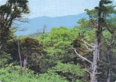 소백산 주목군락