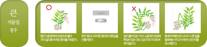 큰식물일경우