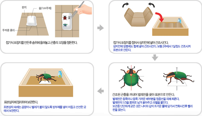 곤충표본 만들기