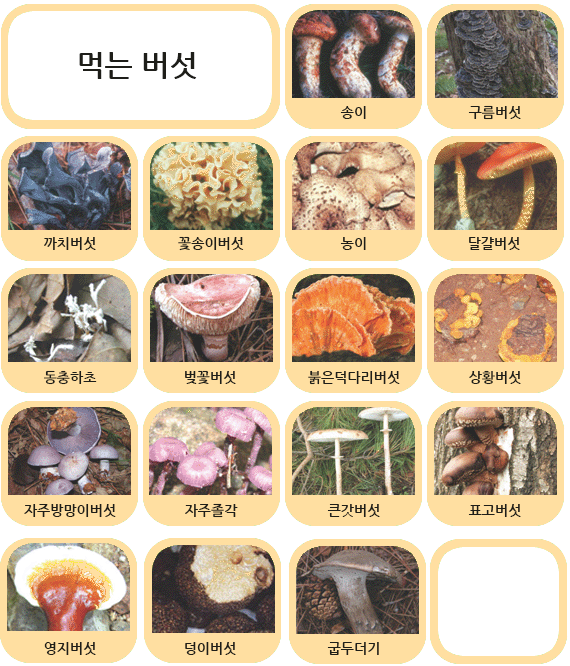 먹는 버섯