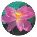 연꽃