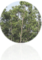 상수리