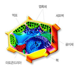 식물세포