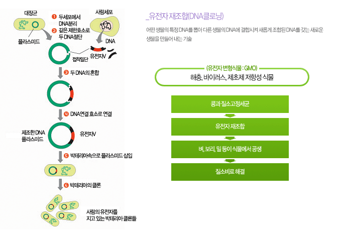 유전자 재조합(DNA클로닝)